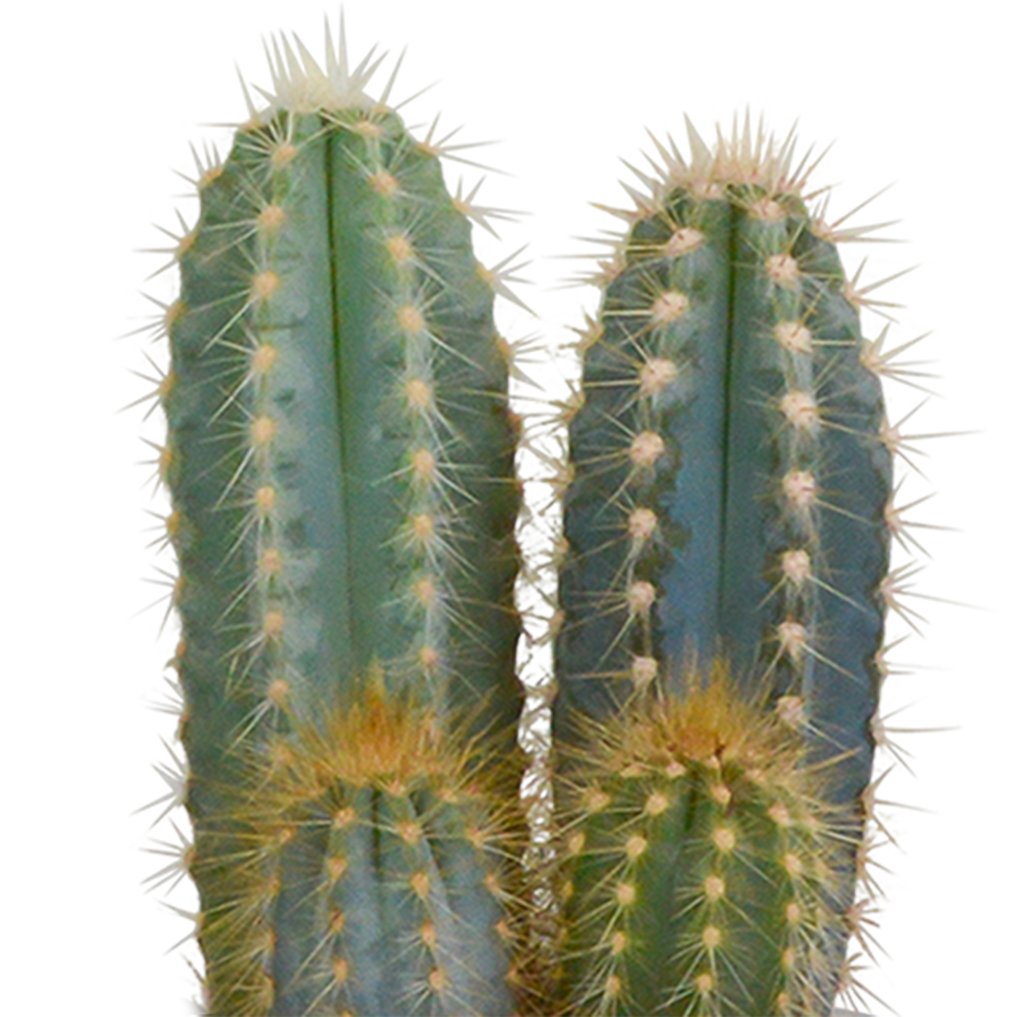 Kakteenmischung im weißen Topf – 3er Set, 8,5 cm