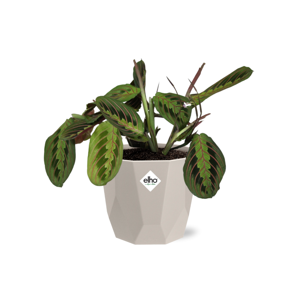 Maranta Leuconeura ‘Fascinator’ Tricolor in ELHO b.for rock 14 cm warm grey