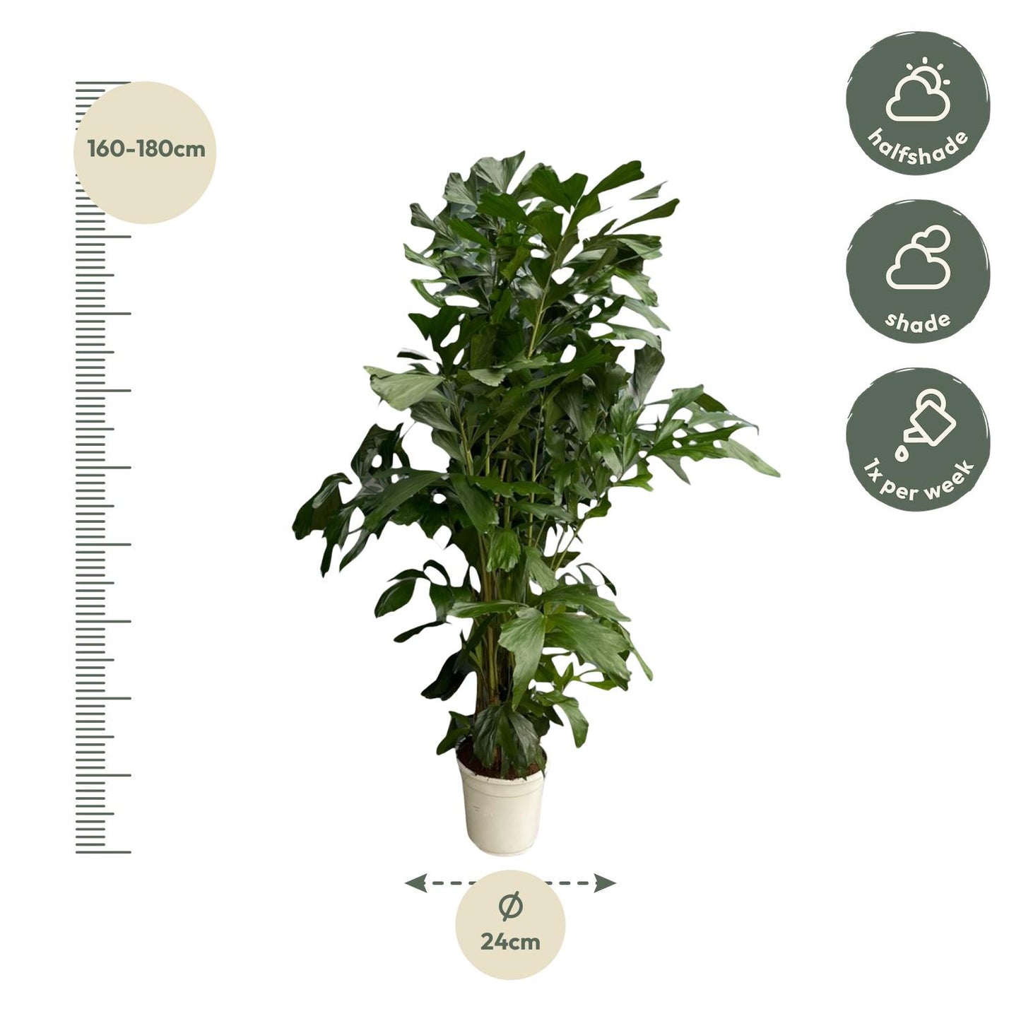 Caryota Mitis Fischschwanzpalme – 180 cm, Ø 27 cm