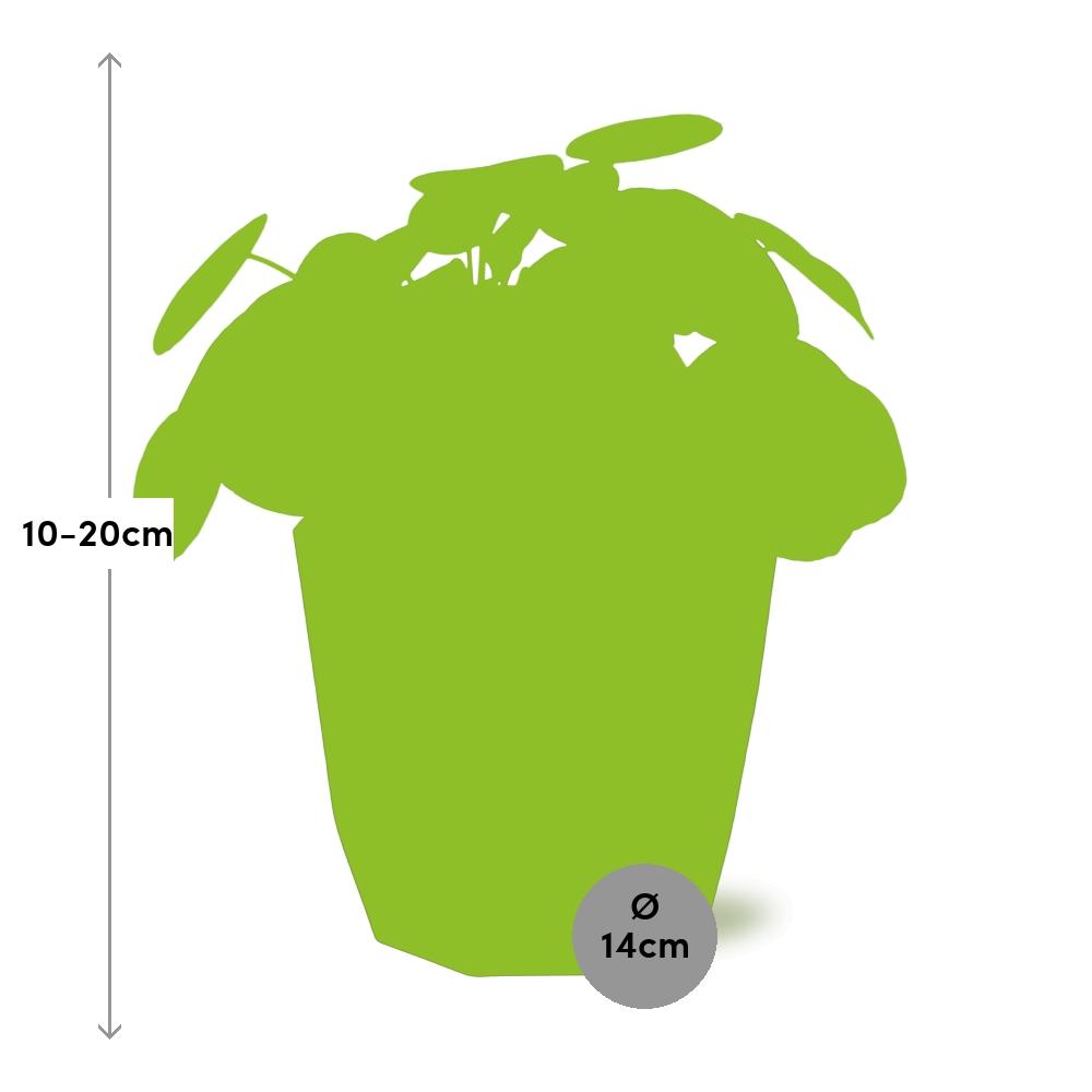 Aluminiumanlage (Pilea cadierei) 14cm Topf schwarz