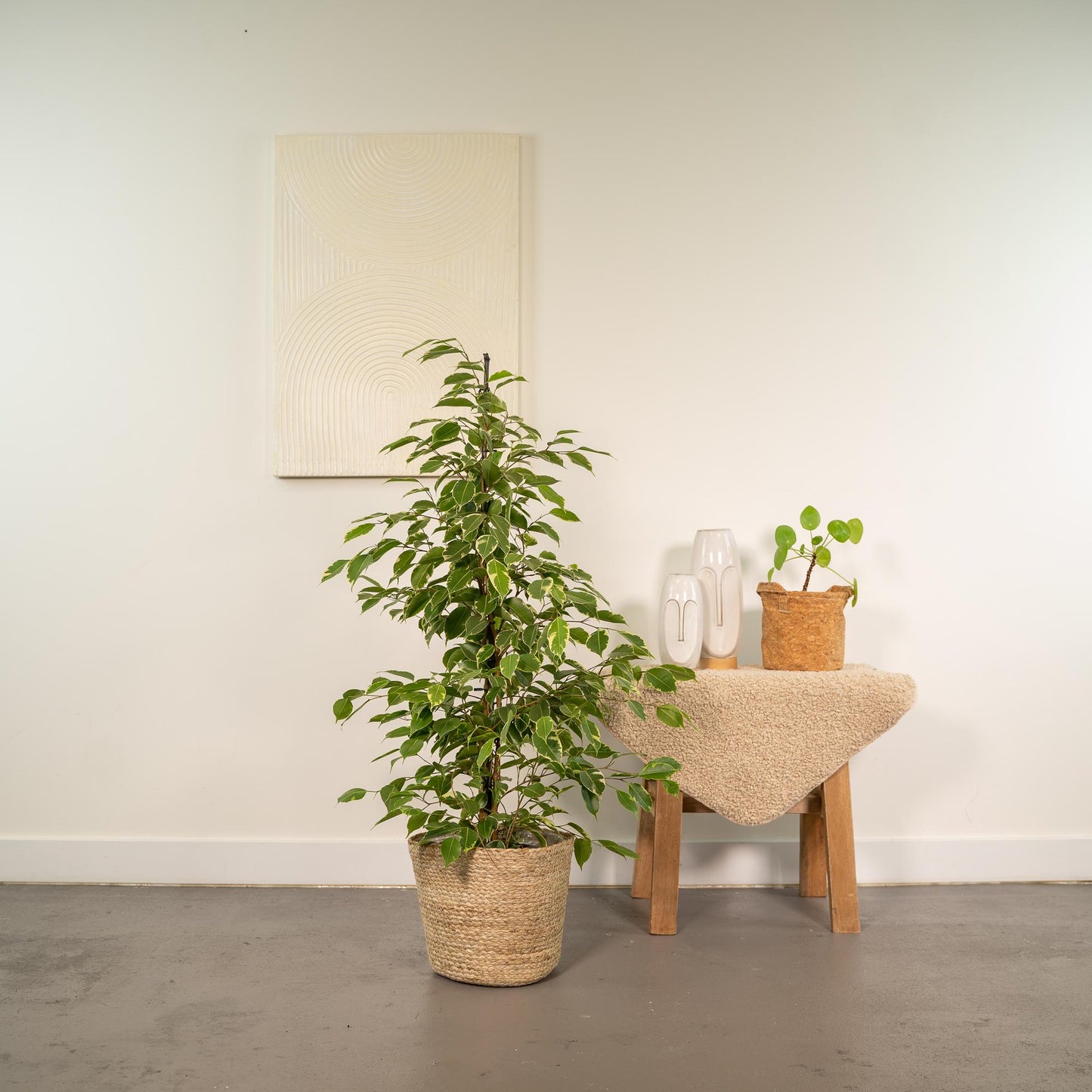 Ficus benjamina Goldenking Ø21cm – Luftreinigend & Stilvoll mit Korb Selin
