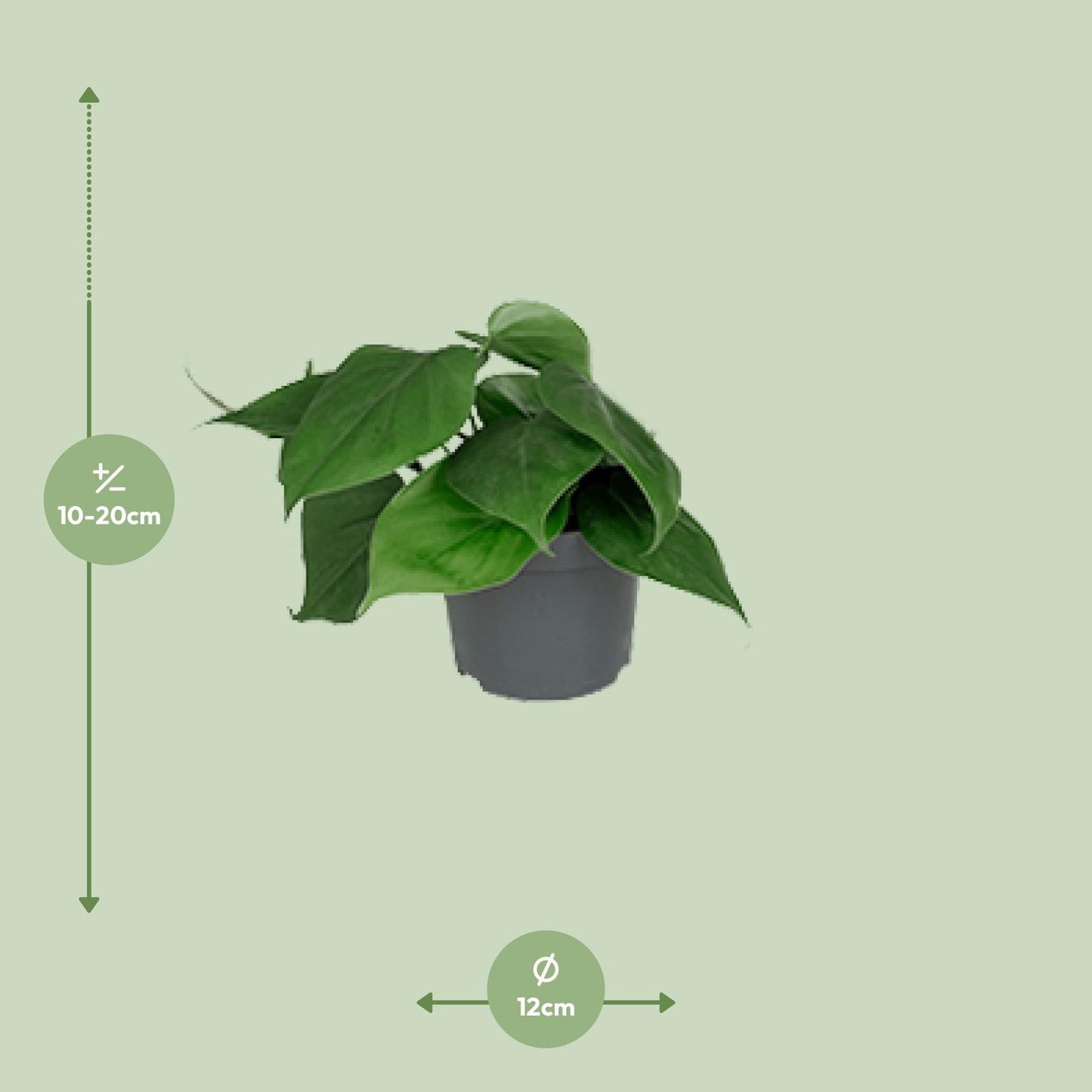 Philodendron Scandens – Pflegeleichter Blattschmuck Ø12cm