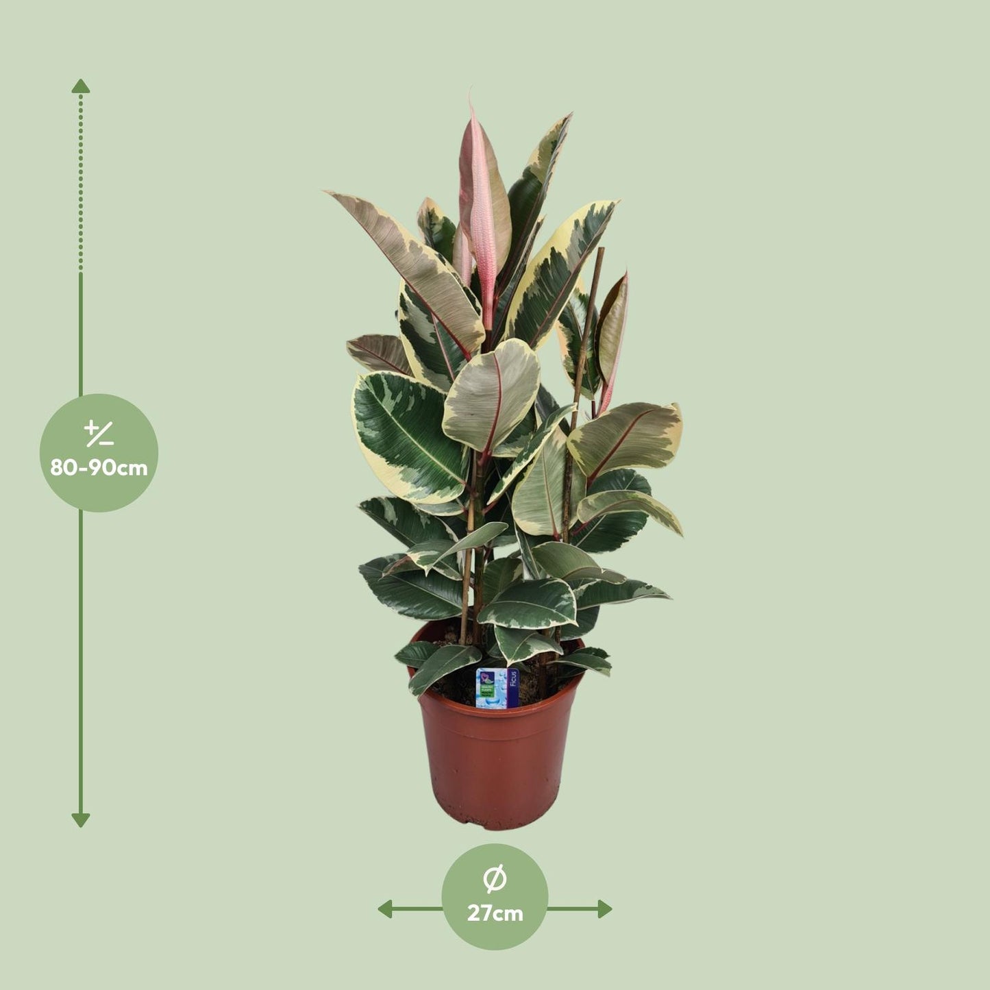 Ficus Elastica Tineke – Pflegeleichte, stilvolle Zimmerpflanze Ø27cm