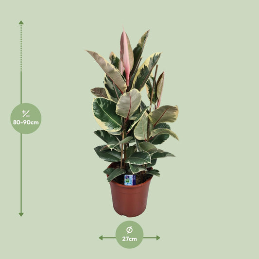 Ficus Elastica Tineke – Pflegeleichte, stilvolle Zimmerpflanze Ø27cm