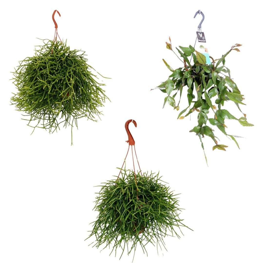 Rhipsalis Hangmix – 3er-Set, pflegeleicht & dekorativ