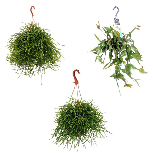 Rhipsalis Hangmix – 3er-Set, pflegeleicht & dekorativ
