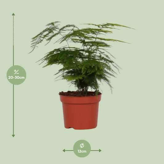 Asparagus Setaceus 'Plumosus' – Pflegeleichte Hängepflanze Ø12cm