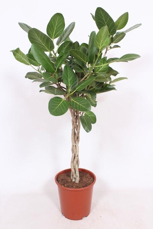 Ficus Benghalensis – imposanter Zimmerbaum Ø27 cm, 120 cm hoch