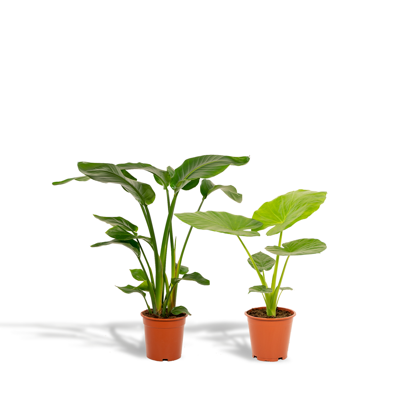 Strelitzia Nicolai & Alocasia Macrorrhiza - XXL Zimmerpflanzen Set