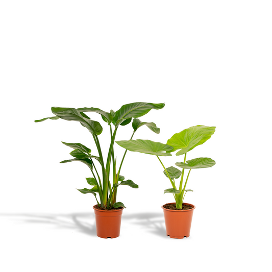 Strelitzia Nicolai & Alocasia Macrorrhiza - XXL Zimmerpflanzen Set