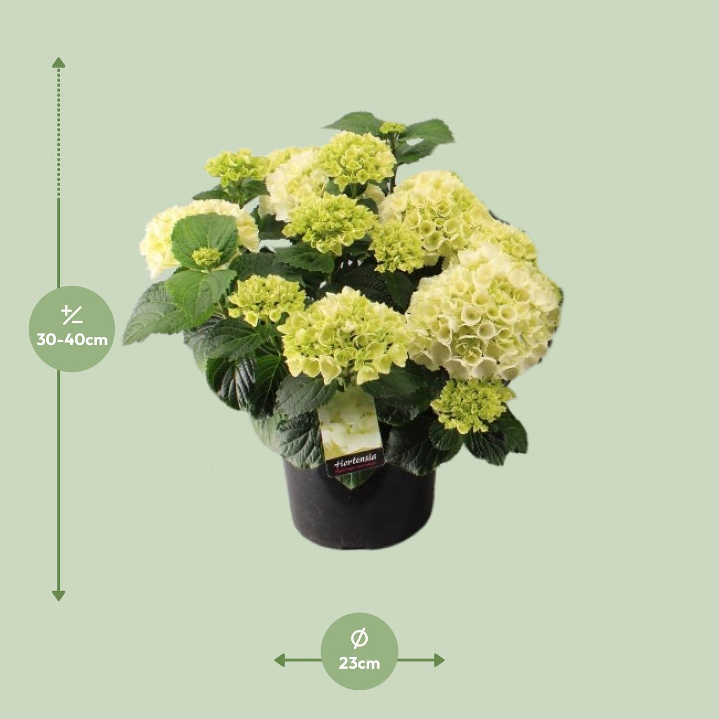 Hortensia Wit P23 - Ø23cm - ↕40cm