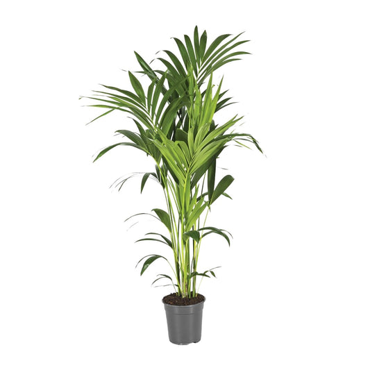 Howea Forsteriana - Kentia-Palme Ø21cm, 130cm hoch