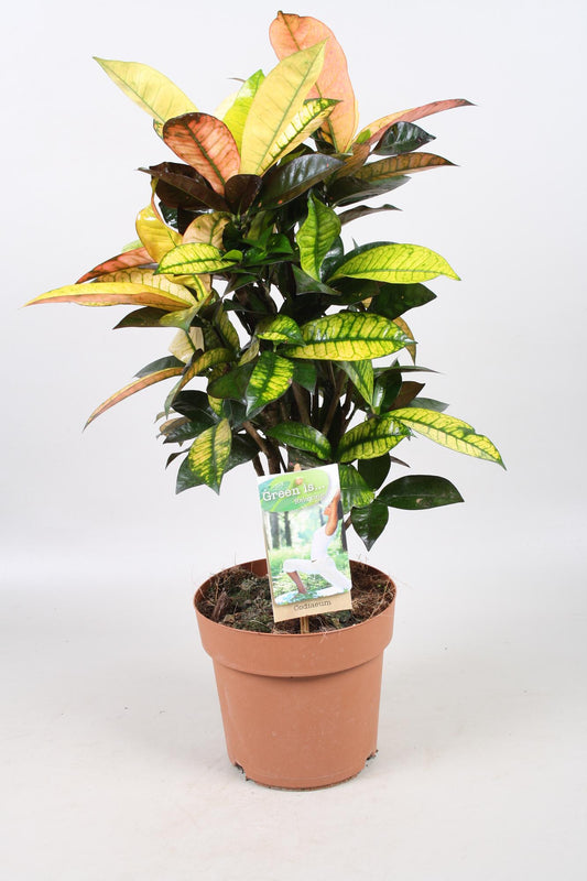 Codiaeum Mrs Iceton – farbenfrohe Zimmerpflanze Ø21cm, 70cm hoch