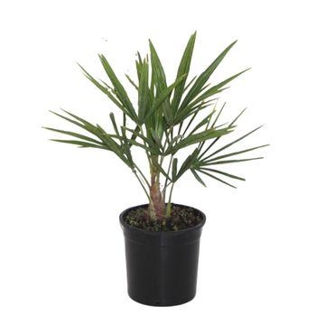 Trachycarpus Fortunei - Robuste Zimmerpalme 40 cm