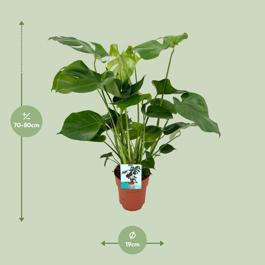 Monstera Deliciosa – Pflegeleichte XL Zimmerpflanze Ø19cm