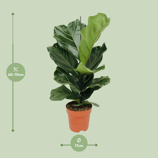 Ficus Lyrata (Geigenfeige) – Ø17cm Topf, ca. 75cm hoch