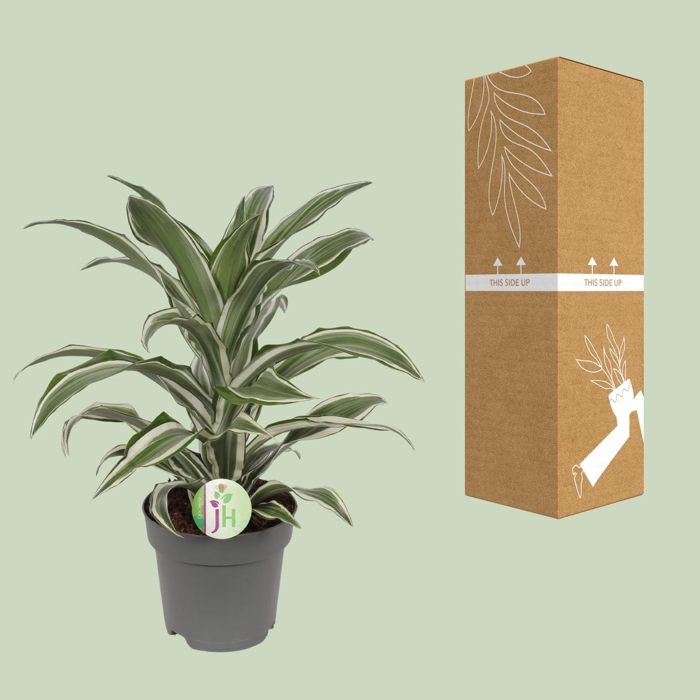 Dracaena Fragrans Weiß – Pflegeleichte Zimmerpflanze Ø17cm
