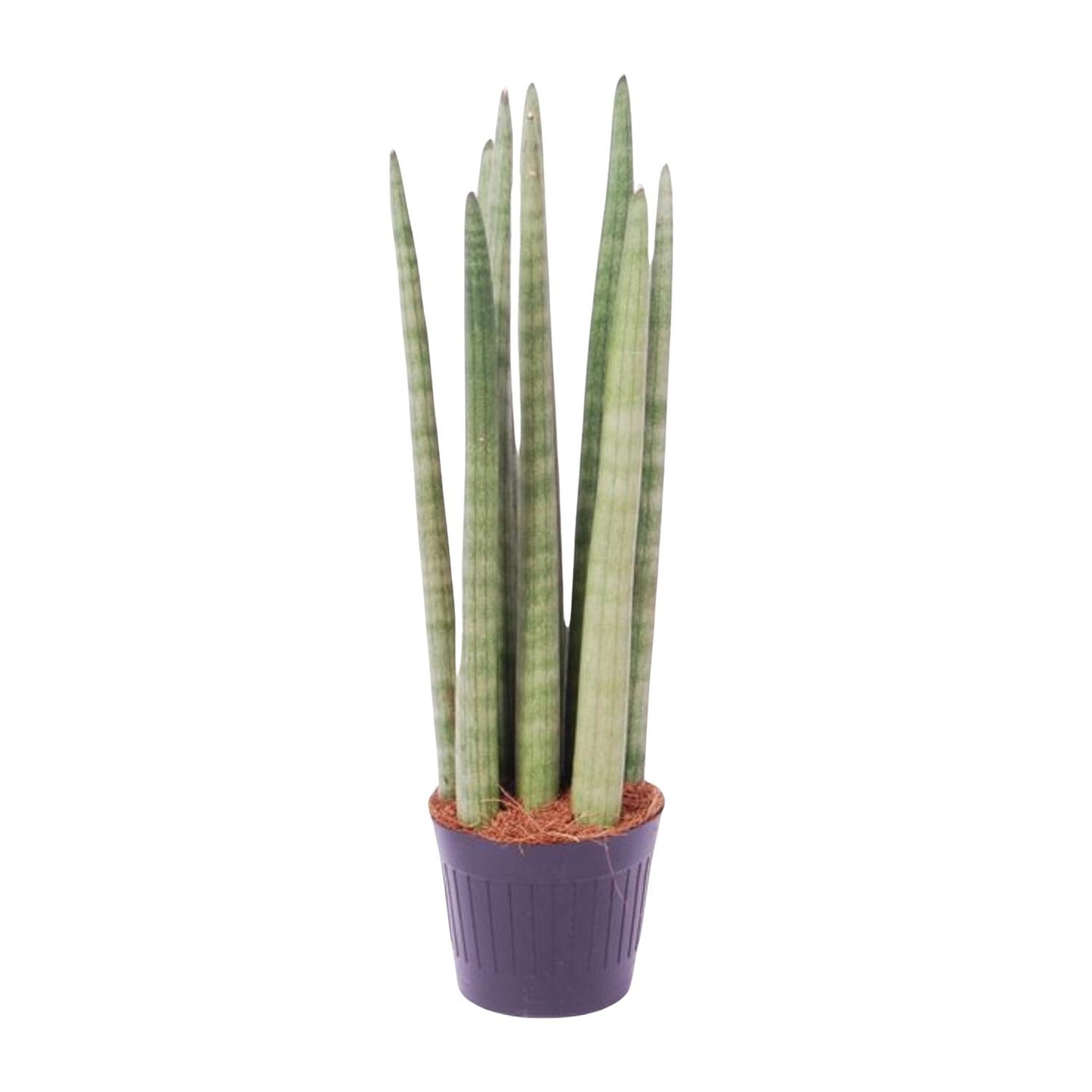 Sansevieria cylindrica 'Spaghetti' – Pflegeleichter Bogenhanf 40 cm