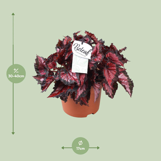 Begonia Beleaf Inca Night Ø17cm – Pflegleichte Zimmerbegonie