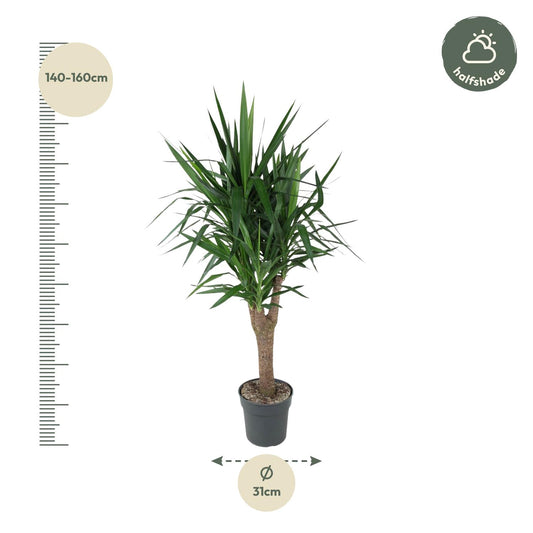 Yucca Elephantipes - Elefantenpalme 150 cm Ø31 cm