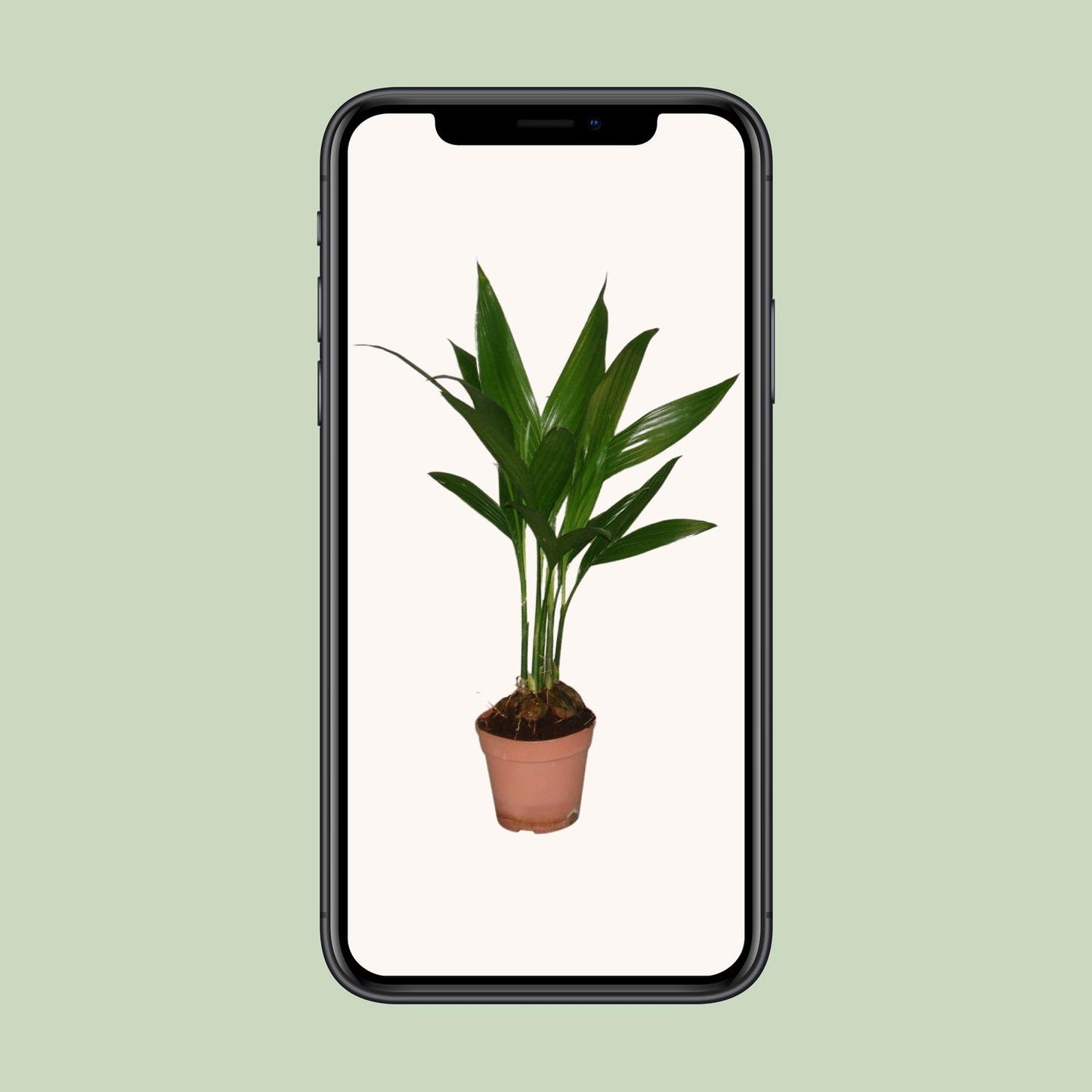 Areca Catechu – Pflegeleichte Palme Ø12cm, 50cm hoch