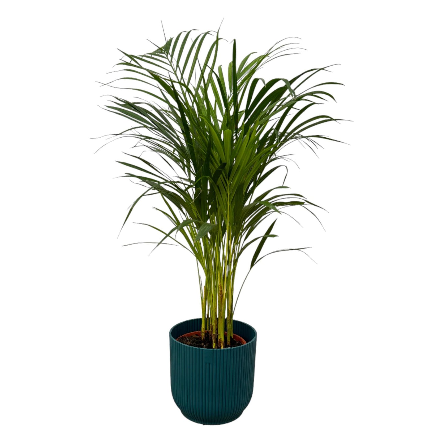 Areca Palme im elho Vibes Fold Round Topf Ø19cm, 85cm hoch