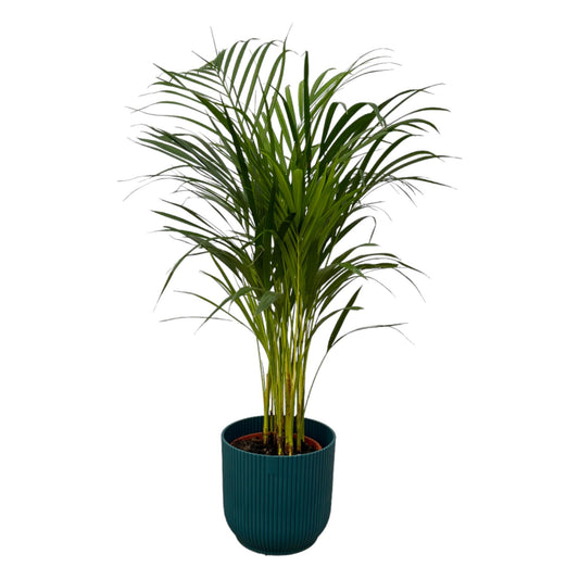 Areca Palme im elho Vibes Fold Round Topf Ø19cm, 85cm hoch