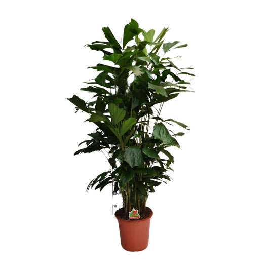 Caryota Mitis – elegante Fishtail-Palme Ø24cm, 120cm hoch