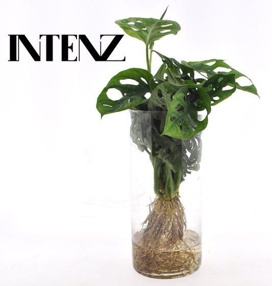 Monstera Hydroponie im Cylinder Glas Ø12cm