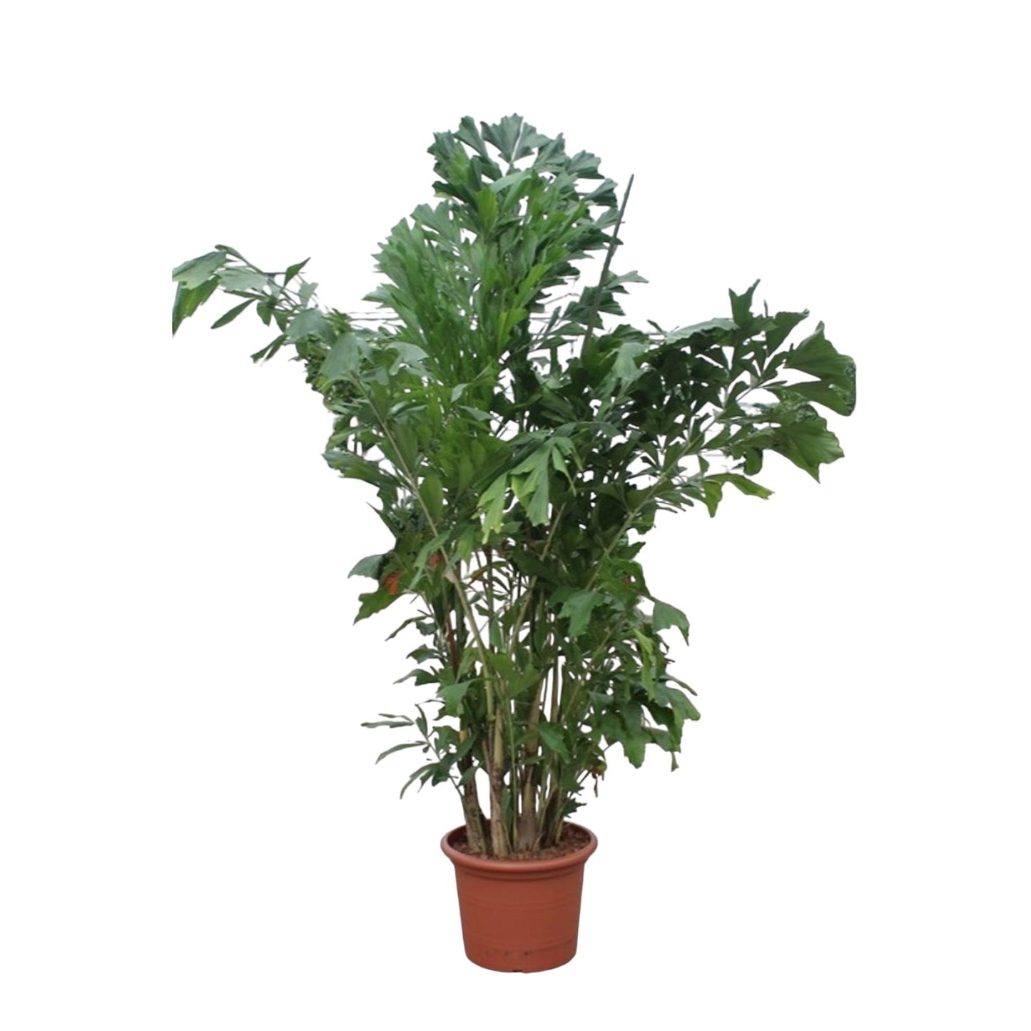 Caryota Mitis - Fischaal-Palme 220 cm ø45 cm