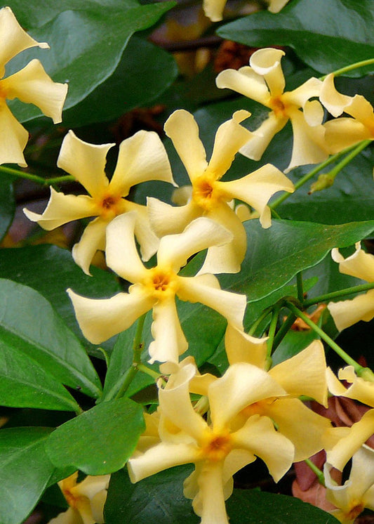 Trachelospermum 'Star of Toscana' – Toskanischer Jasmin Gelb Ø15cm