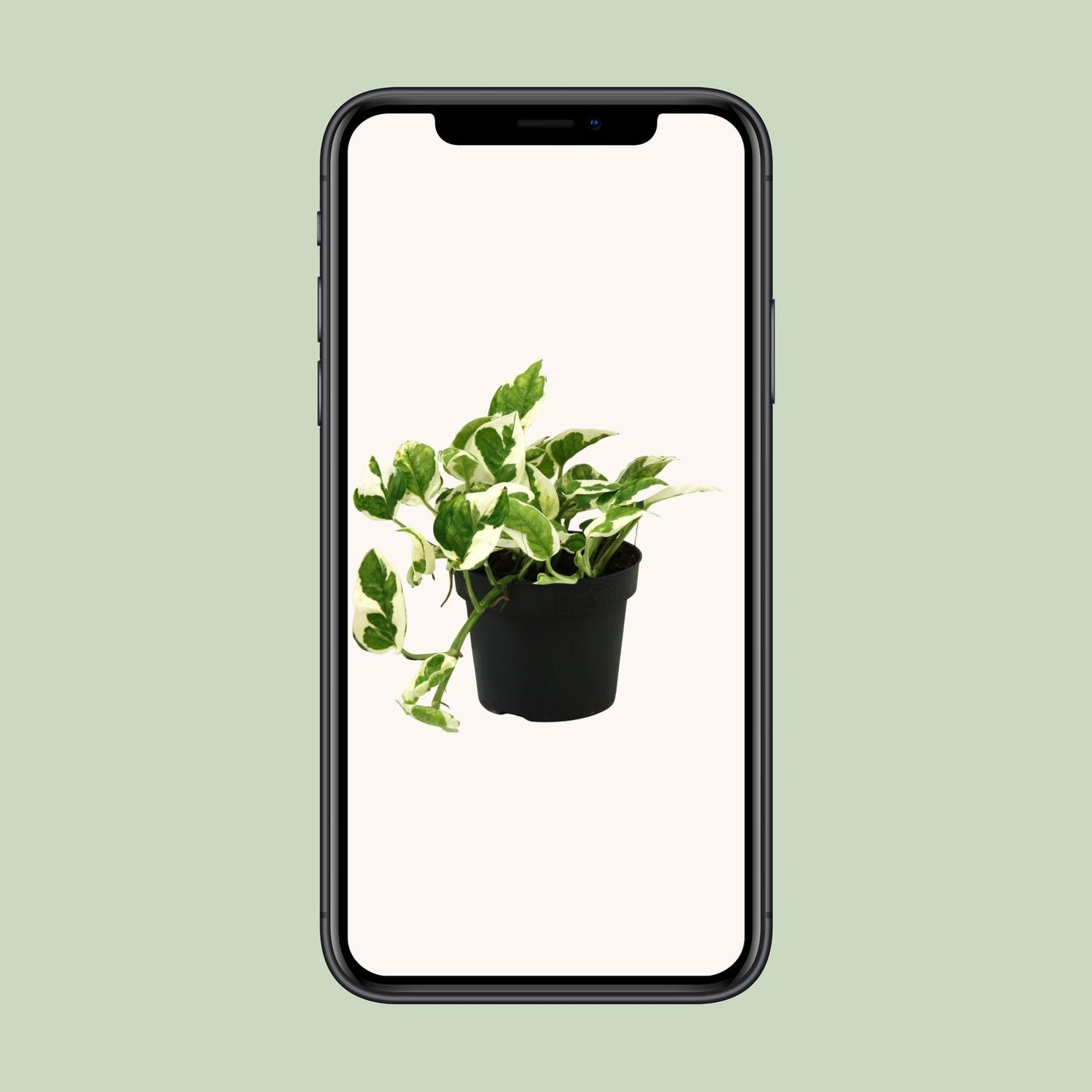 Scindapsus Epipremnum N'joy – Pflegeleichte Kletterpflanze Ø12cm