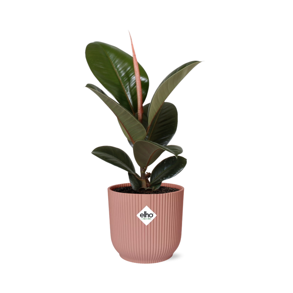 Ficus Elastica ‘Robusta’ in ELHO Vibes Fold 14cm rosa