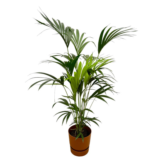 Kentia Palme mit Elho Greenville Round Topf - 160 cm