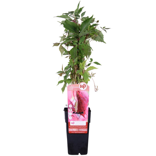 Parthenocissus quinquefolia 'Engelmannii' – pflegeleichte Kletterpflanze Ø15cm