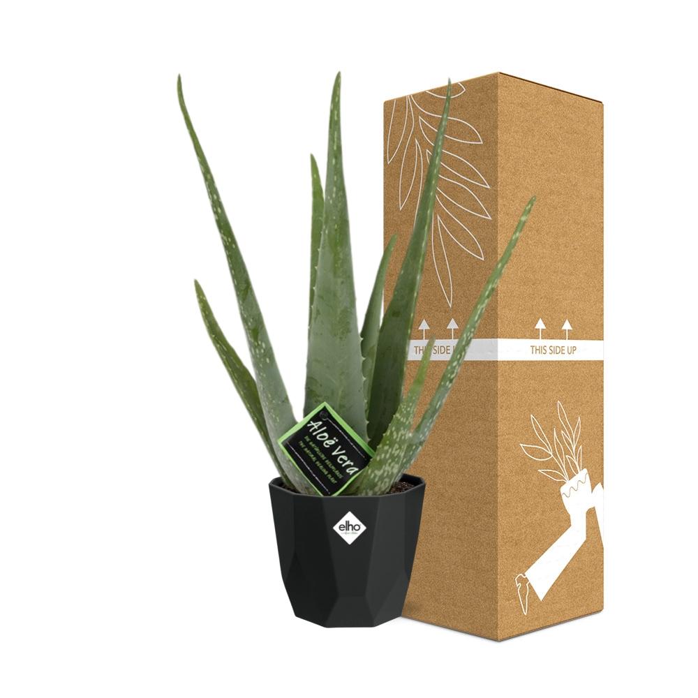 Aloe Vera 12cm im stilvollen b.for rock living black Topf