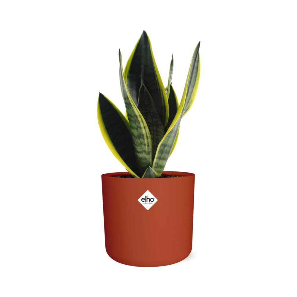 Sansevieria Futura Superba im ELHO b.for soft Rond 14cm Brique