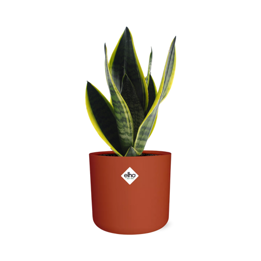 Sansevieria Futura Superba im ELHO b.for soft Rond 14cm Brique