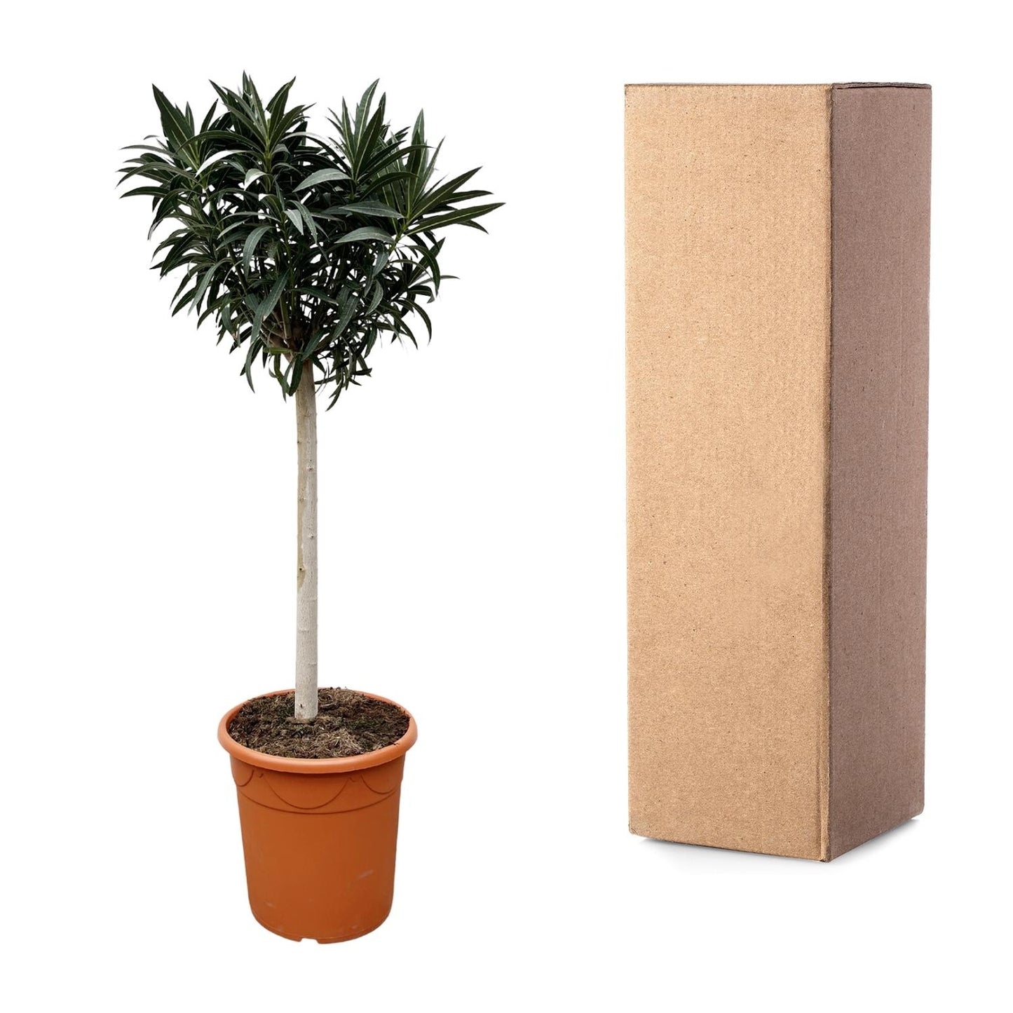 Nerium Oleander op Stam mit rosa Blüte – 200 cm, Ø 35 cm