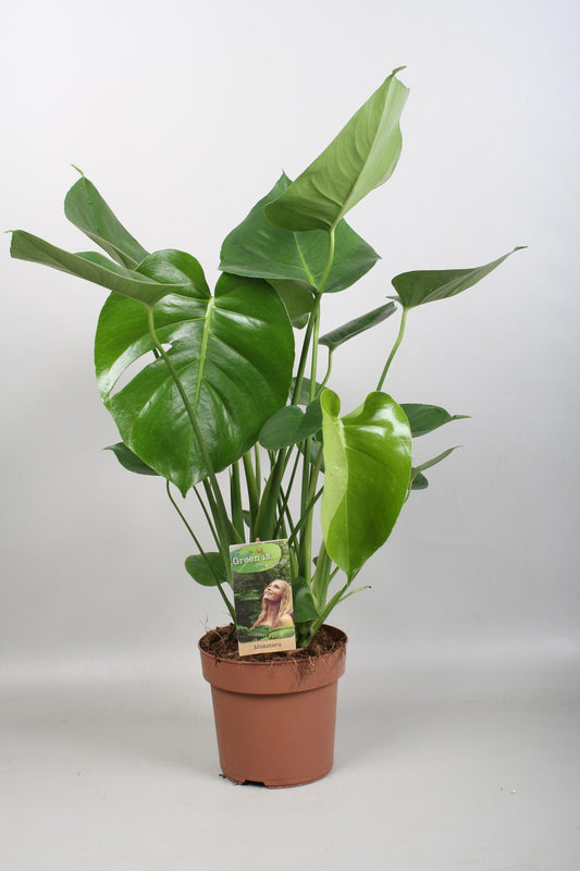 Monstera Deliciosa – Pflegeleichte Fensterblatt-Pflanze Ø17cm