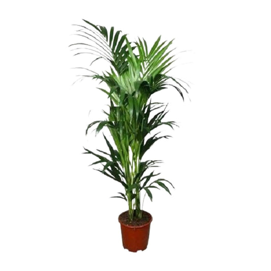 Howea forsteriana – elegante Kentia-Palme Ø24cm, 150cm hoch