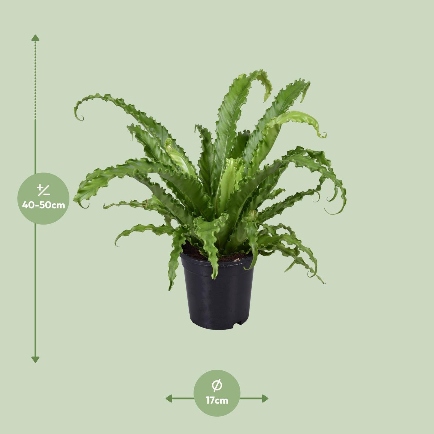 Asplenium Antiquum Osaka – Stilvoller Vogelnest-Farn Ø17cm
