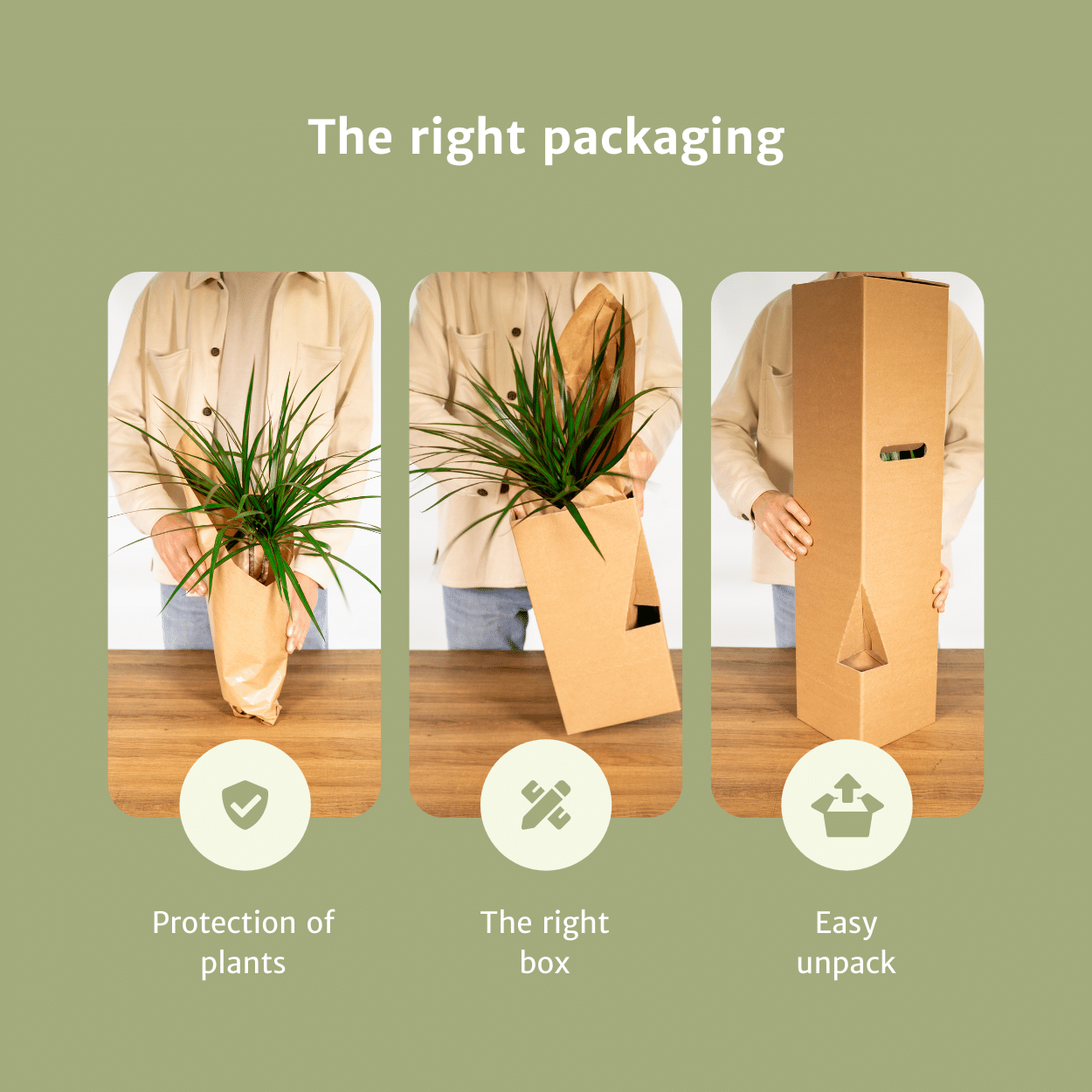 2x Aloe Vera Sukkulente – Pflegeleicht & Stylisch, 40 cm