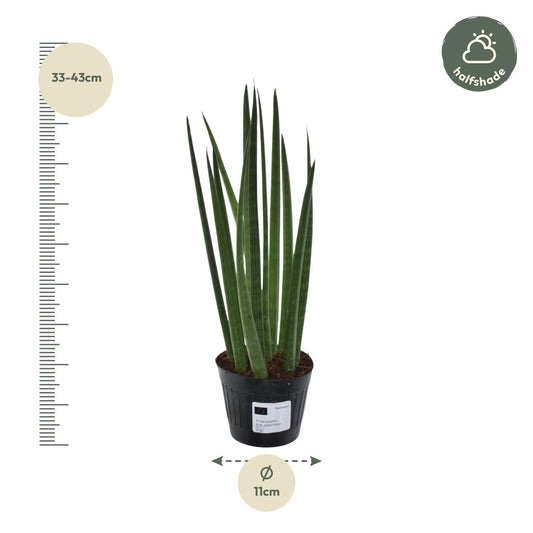 Sansevieria cylindrica 'Bacularis' – Mikado 38 cm ø10,5