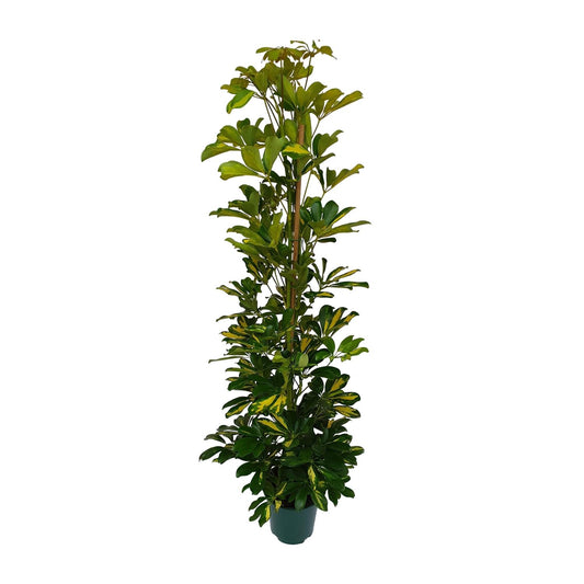 Schefflera Arboricola Gerda Ø20cm – Pflegeleichte Zimmerpflanze