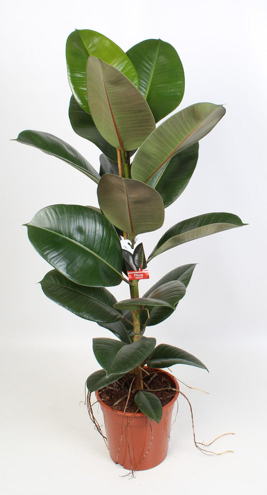 Ficus Elastica Robusta 21 cm – Pflegeleichte Zimmerpflanze
