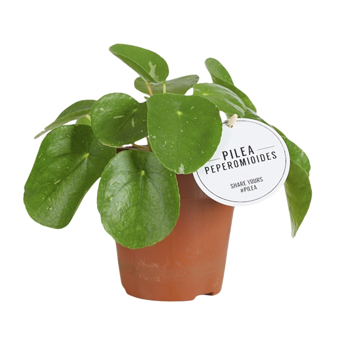 Pilea White Splash – stilvolle, pflegeleichte Zimmerpflanze Ø13cm