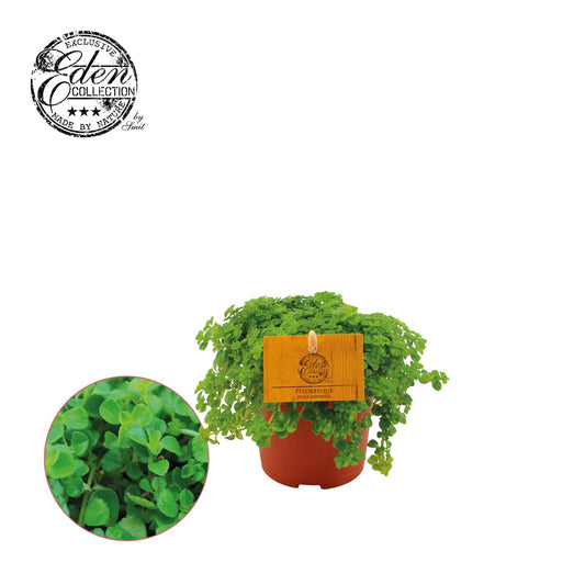 Pilea Depressa – pflegeleichte Aluminium-Pflanze Ø10,5 cm