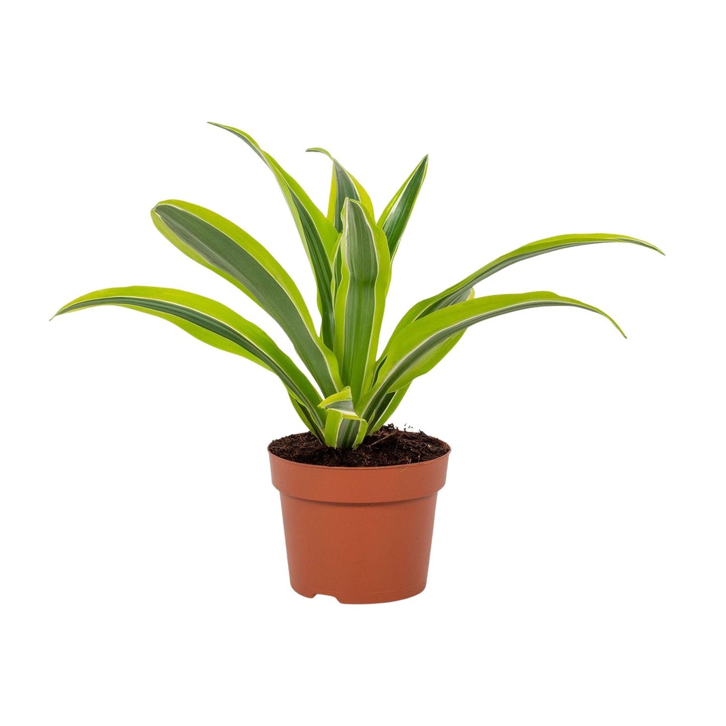 Dracaena Lemon Lime – Pflegeleichter Drachenbaum Ø12cm