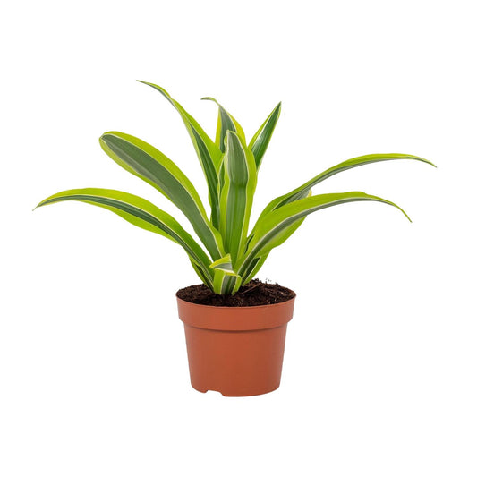 Dracaena Lemon Lime – Pflegeleichter Drachenbaum Ø12cm